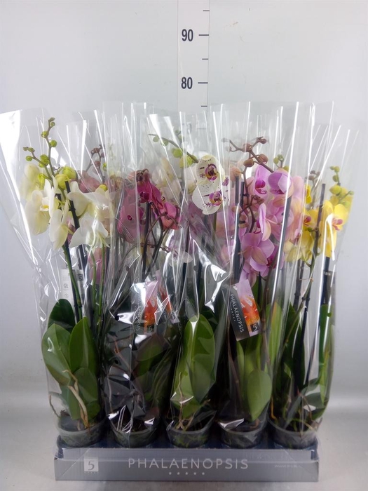 <h4>Phalaenopsis   ...mix  7</h4>