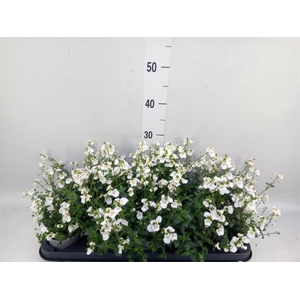 Diascia barberae