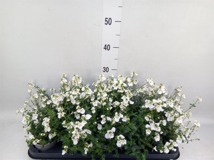 <h4>Diascia barberae</h4>