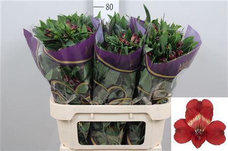 <h4>Alstroemeria  'Rumba'</h4>
