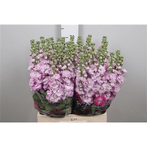 Matth Mathilda Pink