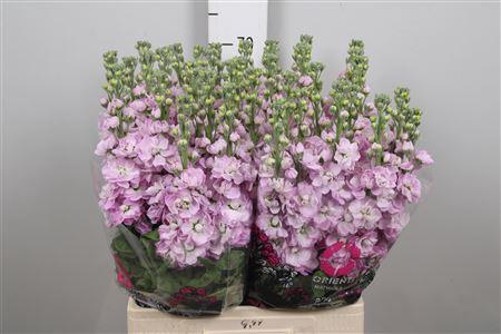 <h4>Matth Mathilda Pink</h4>