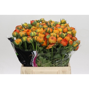 Ranunculus Elegance Orange