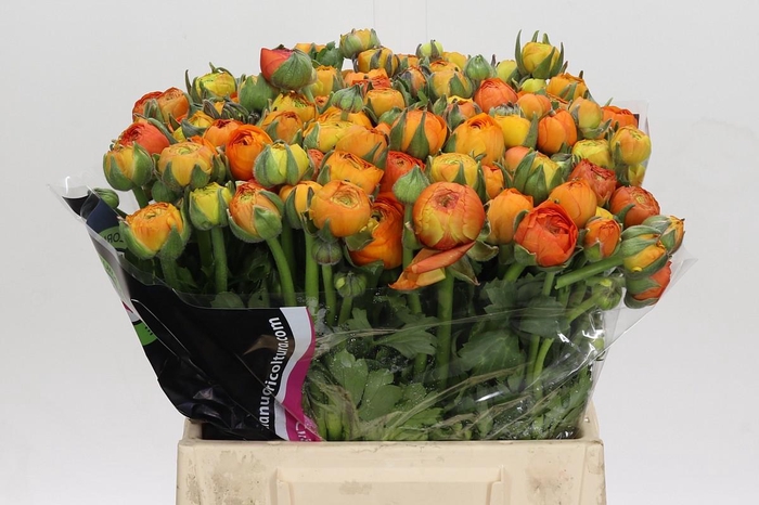 <h4>Ranunculus Elegance Orange</h4>