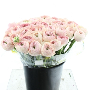 Ran Su Sr 416 Pin Super