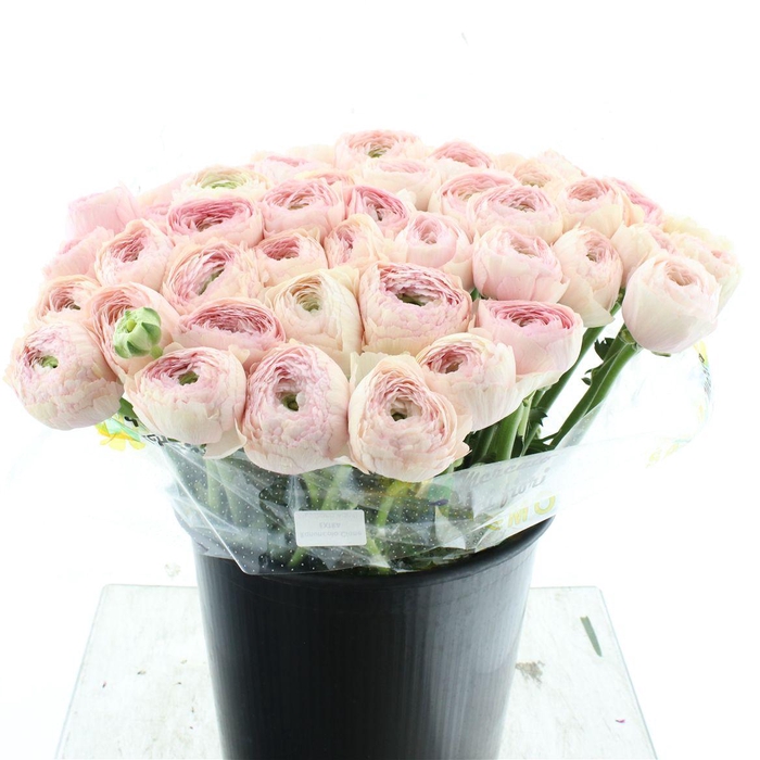 <h4>Ran Su Sr 416 Pin Super</h4>