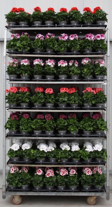 <h4>Pelargonium Pelargonium Grandifloru</h4>
