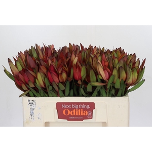 Leucadendron Safari Sunset