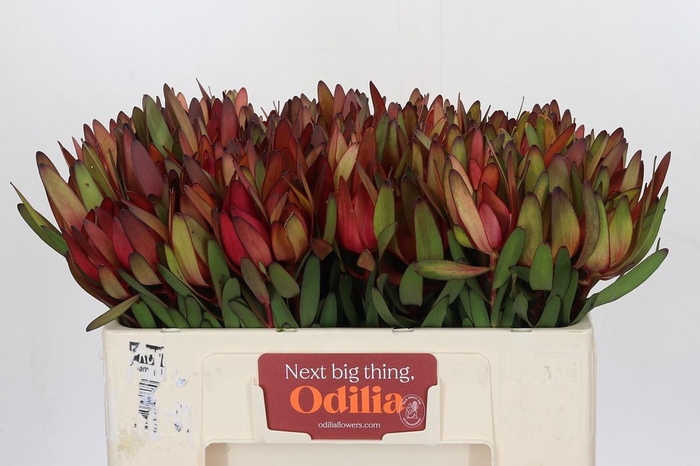 <h4>Leucadendron Safari Sunset</h4>