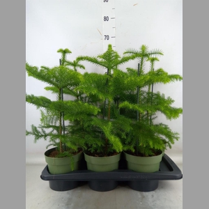 Araucaria heterophylla