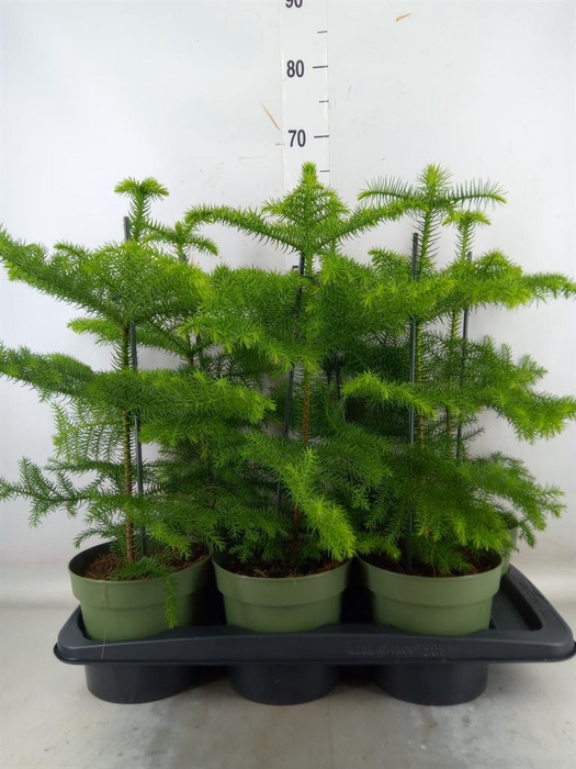 <h4>Araucaria heterophylla</h4>