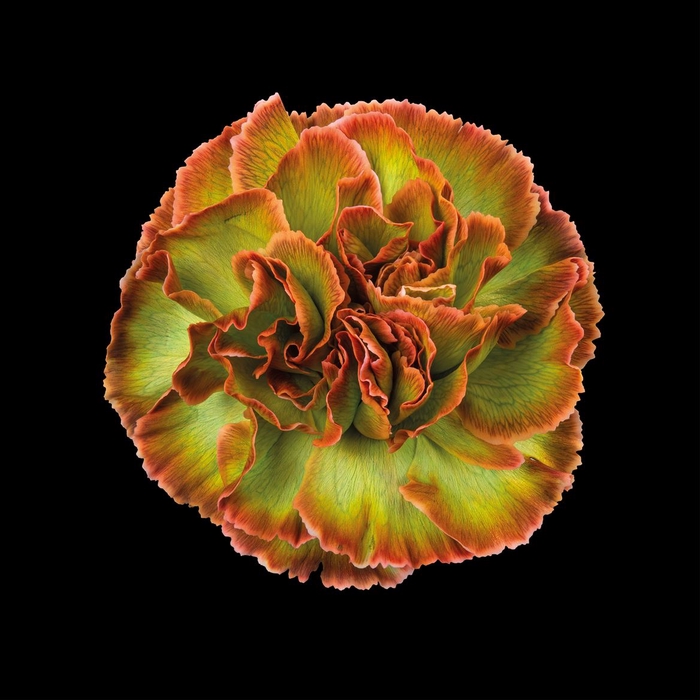 <h4>Di St Tinted Hortensia</h4>