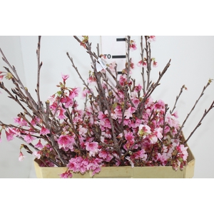 FOLH CEREJEIRA JAPONESA