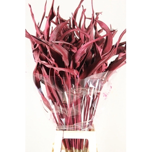 DF Strelitzia Leaf Bordeaux