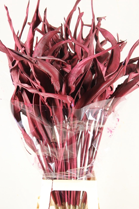 <h4>DF Strelitzia Leaf Bordeaux</h4>