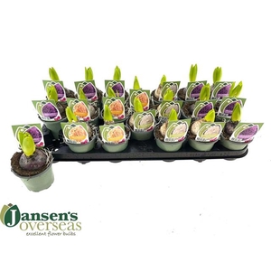 Hyacinthus mixed 9Ø 14cm 1pp