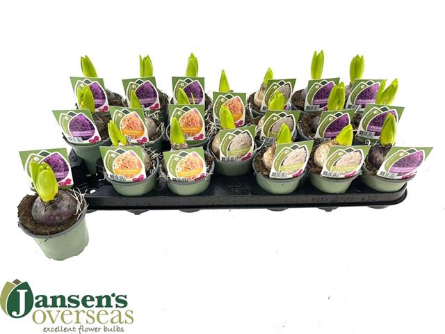 Hyacinthus mixed 9Ø 14cm 1pp