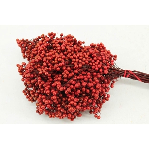 Schinus M Pt Red Bunch