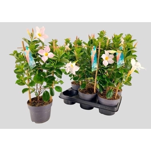 MANDE SUN WHITE