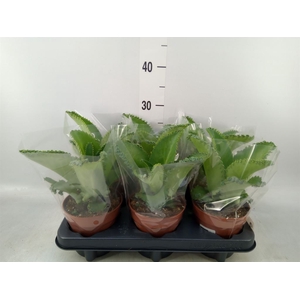 Kalanchoe NF daigremonti
