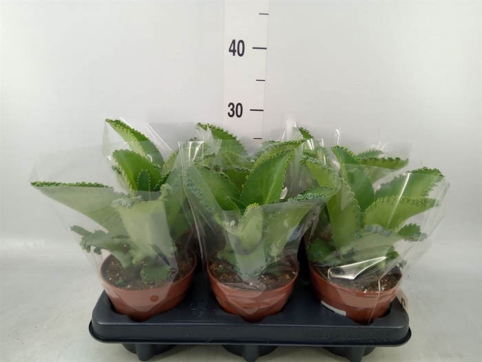 <h4>Kalanchoe NF daigremonti</h4>