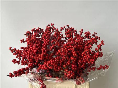 <h4>Ilex Ve Rode Bes</h4>