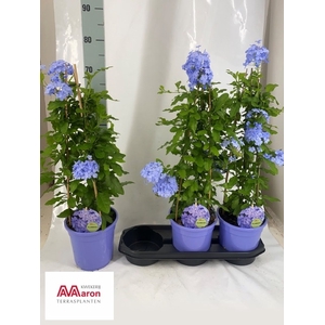 PLUMBAGO AURICULATA