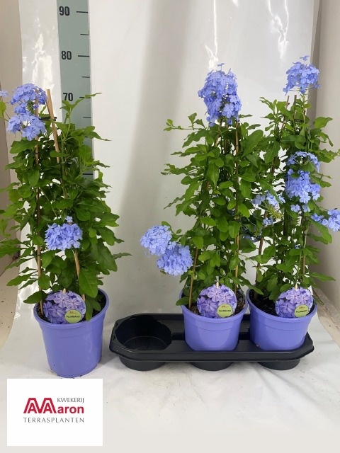 <h4>PLUMBAGO AURICULATA</h4>