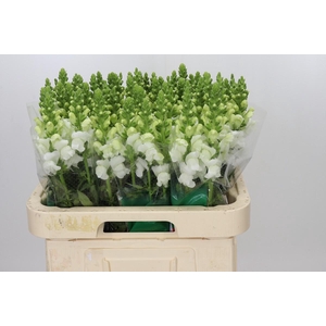 Antirrhinum Avignon White Imp