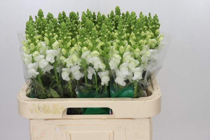 <h4>Antirrhinum Avignon White Imp</h4>