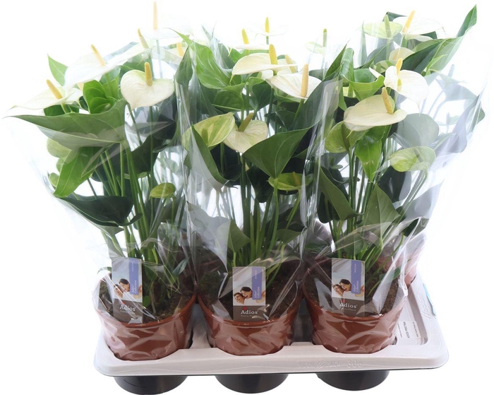 <h4>Anthu An Adios Pristino (new)</h4>