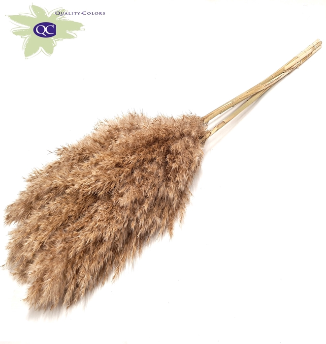 Pampas Grass 100cm 5st/bunch Natural
