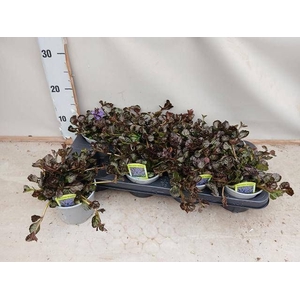 AJUGA FF N NIGHTINGA