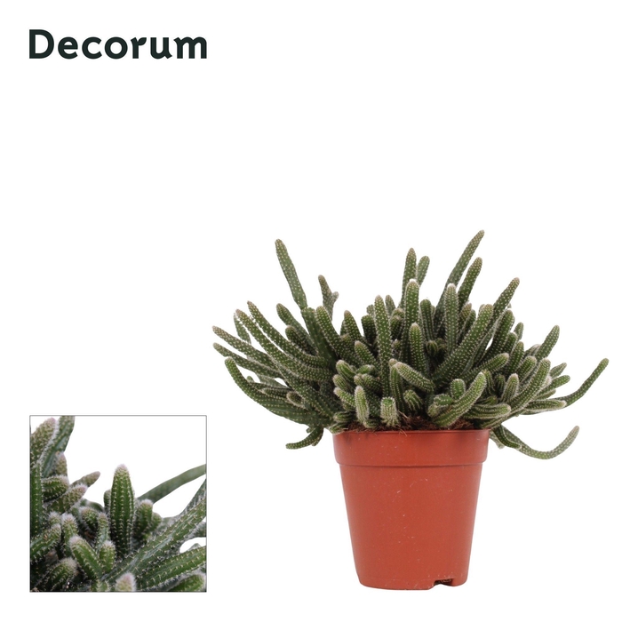 <h4>Rhipsalis baccifera Horrida 9 cm Decorum</h4>