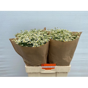 Tanacetum Single Vegmo