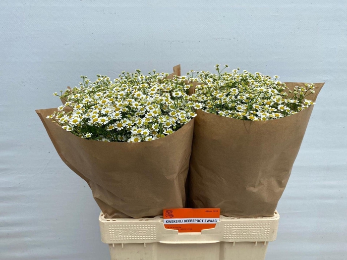 <h4>Tanacetum Single Vegmo</h4>