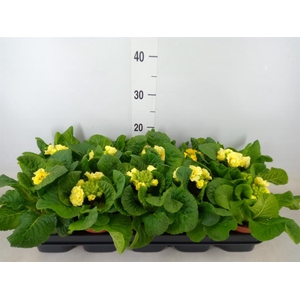 Primula elat. 'Sibel Lime'