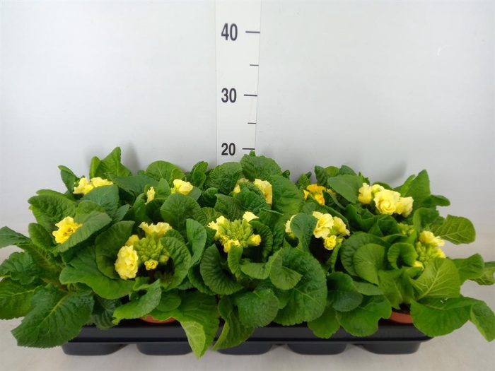 <h4>Primula elat. 'Sibel Lime'</h4>