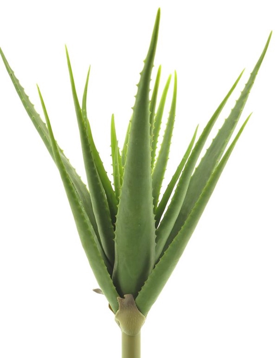 <h4>Aloe Vera plant 61cm green</h4>