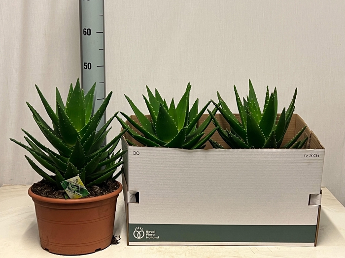 <h4>ALOE PERFOLIATA</h4>