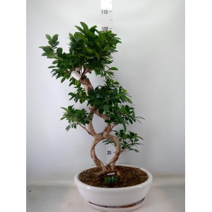 Ficus microcarpa 'Ginseng'