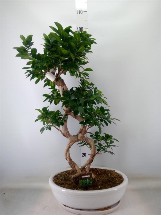 <h4>Ficus microcarpa 'Ginseng'</h4>