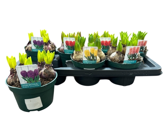 <h4>HYACIN GEM 4 KL</h4>