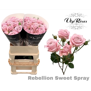 R TR REBELLION SWEET