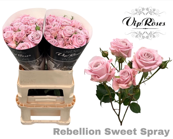 <h4>R TR REBELLION SWEET</h4>