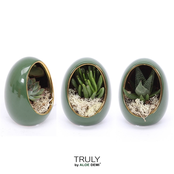 <h4>TRULY Succulent, Egg Green gold</h4>