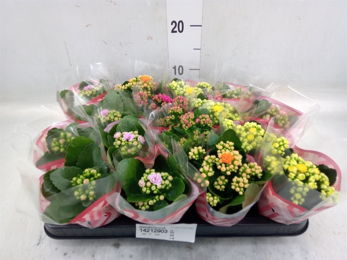 <h4>Kalanchoe blos.   ..rosebud mix  5</h4>