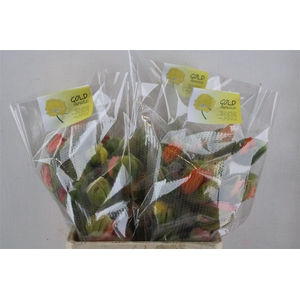 Papaver Mixed Super P Stem