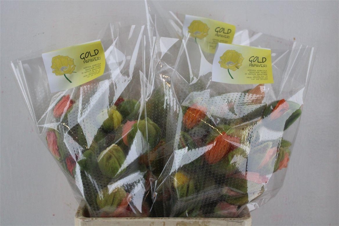 <h4>Papaver Mixed Super P Stem</h4>