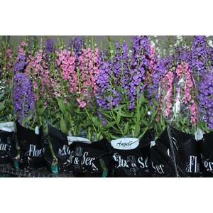 ANGELONIA P14 VARIADO
